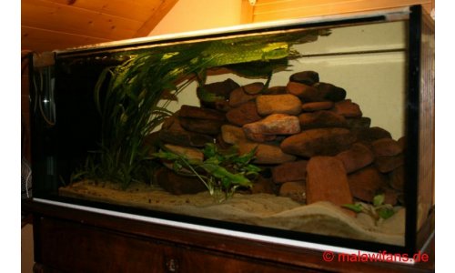 Malawi Artbecken 200l